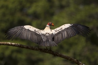 King vulture