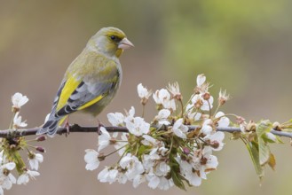 European Greenfinch (Chloris chloris) male, Lower Saxony, Germany