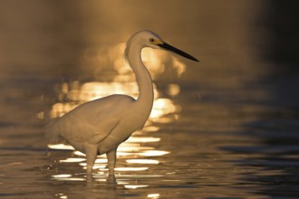 Snowy Egret (Egretta thula), Florida, USA