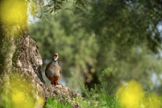 A vibrant red-legged partridge perched on a tree stump, surrounded by lush green foliage and