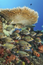 Small shoal of luminescent road sweepers (Gnathodentex aurolineatus) under hyacinth table coral