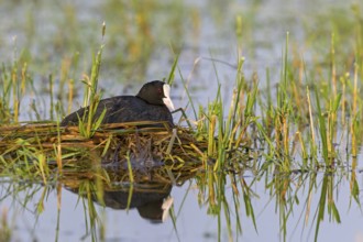 Eurasian Coot, coot, coot rail, coot rail, coot CFulica atra), water bird, family of rails, breeds