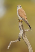Nankeen Kestrel (Falco cenchroides), South-western Australia, Australia