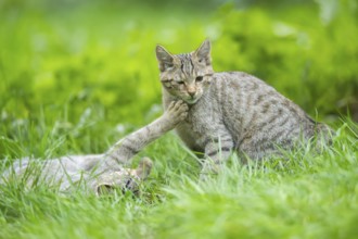 European wildcat (Felis silvestris silvestris) on a meadow, Hesse, Germany