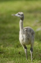 Gewoehnlicher Nandu (Rhea americana), Jungvogel, Heimat: Nordostbrasilien, Ostbolivien bis
