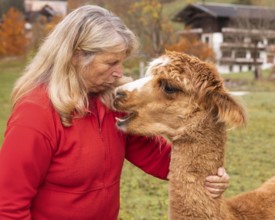 An elderly woman shows affection to a brown alpaca in the lush countryside of Austria, with a