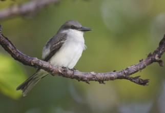 Grey Kingbird (Tyrannus dominicensis), Trinidad and Tobago