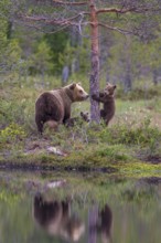 Eurasian Brown Bear (Ursus arctos) mother with cubs, Finland