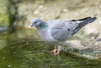 Common wood pigeon (Columba palumbus), dove, at a littel water place in a forest, Bavaria, Germany