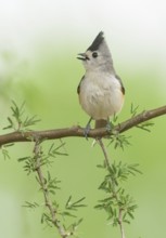 Black-crested Titmouse (Baeolophus atricristatus) singing, perched on a branch, Texas, USA