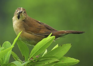 Broad-tailed Grassbird (Schoenicola platyurus) with insect in its beak, Maharashtra, India