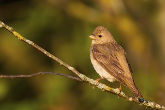 Common Rosefinch (Carpodacus erythrinus) juvenile male, Bavaria, Germany