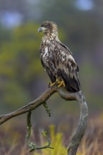 White-tailed eagle, Eurasian sea eagle, erne (Haliaeetus albicilla) juvenile perched in tree in