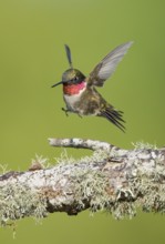 Ruby-throated Hummingbird (Archilochus colubris) male, Texas, USA