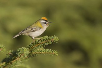 Common Firecrest (Regulus ignicapilla), Saxony, Germany