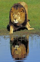 African Lion (Panthera leo) male at waterhole, Masai Mara, Kenya