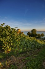 Meersburg Castle, Old Castle, Sunset, Meersburg, Lake Constance, Baden-Württemberg, Germany