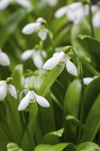 Close-up of snowdrop (Galanthus) in the spring garden, Neunkirchen, Lower Austria, Austria
