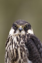 Hobby (Falco subbuteo) falcon adult bird of prey head portrait, England, United Kingdom