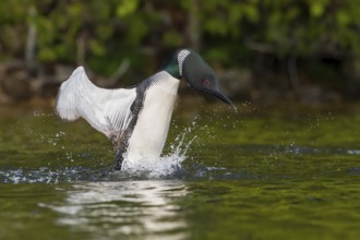 Great Northern Loon (Gavia immer), Michigan, USA