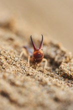Shore earwig (Labidura riparia) on the beach "Platja del Fangar", coast, nature reserve, ebro