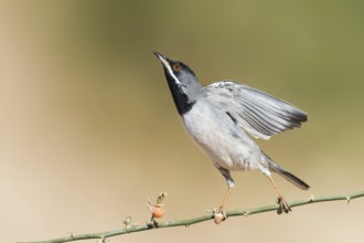 Rüppell's Warbler (Sylvia ruppeli) male, Eilat, Israel