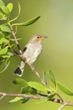 Red-headed Myzomela (Myzomela erythrocephala) female, Northern Territory, Australia