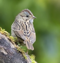 Lincoln's Sparrow, Melospiza lincolni, perched on a mossy log, in Saskatchewan, Canada