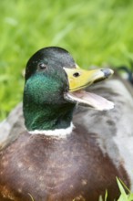 Mallard or Wild duck (Anas platyrhynchos) adult male bird calling or quacking, England, United