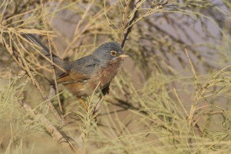 Tristrams Warbler - Atlasgrasmücke - Sylvia deserticola, Morocco, adult