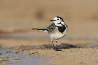 White Wagtail (Motacilla alba yarrellii) on ground, Eilat, Israel