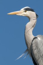 Grey Heron (Ardea cinerea), Lower Saxony, Germany