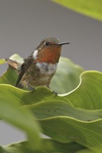 Scintillant Hummingbird (Selasphorus scintilla), Costa Rica