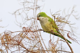 Monk Parakeet (Myiopsitta monachus), Florida, USA