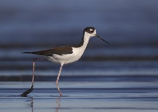 Black-necked Stilt (Himantopus mexicanus), California, USA
