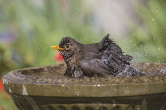 Common Blackbird (Turdus merula) female bathing, Wales, United Kingdom