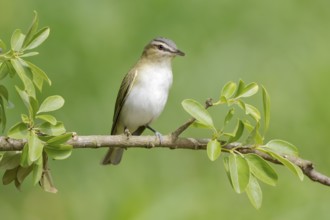 Red-eyed Vireo (Vireo olivaceus) perched on a twig, Texas, USA