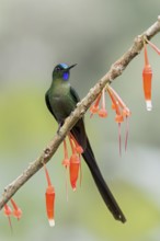 Violet-tailed Sylph (Aglaiocercus coelestis) perched on a branch in Colombia, South America