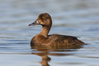 Greater Scaup (Aythya marila) female, British Columbia, Canada