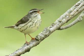 Louisiana waterthrush (Parkesia motacilla) perched on a branch in Ontario, Canada