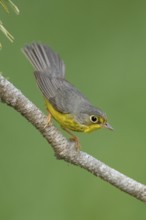 Canada Warbler (Cardellina canadensis), Texas, USA