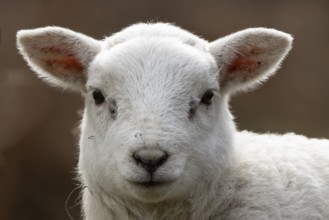 Domestic sheep (Ovis aries) juvenile baby lamb farm animal head portrait in spring, England, United