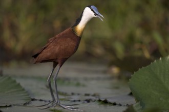 African Jacana (Actophilornis africanus) foraging, Semuliki National Park, Uganda