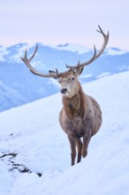 Red deer (Cervus elaphus) stag on a snowy meadow in the mountains in tirol, Kitzbühel, Wildpark