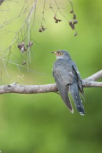 African Cuckoo (Cuculus gularis), Mpumalanga, South Africa