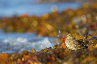 Meerstrandläufer, Purple Sandpiper, Calidris maritima, Bécasseau violet, Correlimos Oscuro