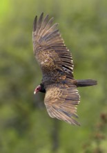 Turkey Vulture (Cathartes aura)