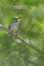 Broad-billed Tody (Todus subulatus) perched on a branch, Dominican Republic