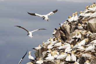 Northern Gannet (Morus bassanus), Scotland, United Kingdom