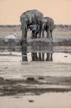 African elephant (Loxodonta africana), mother with young, at the waterhole, reflection, at sunset,
